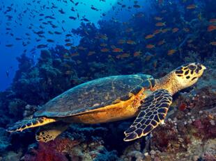 Морская черепаха Бисса 