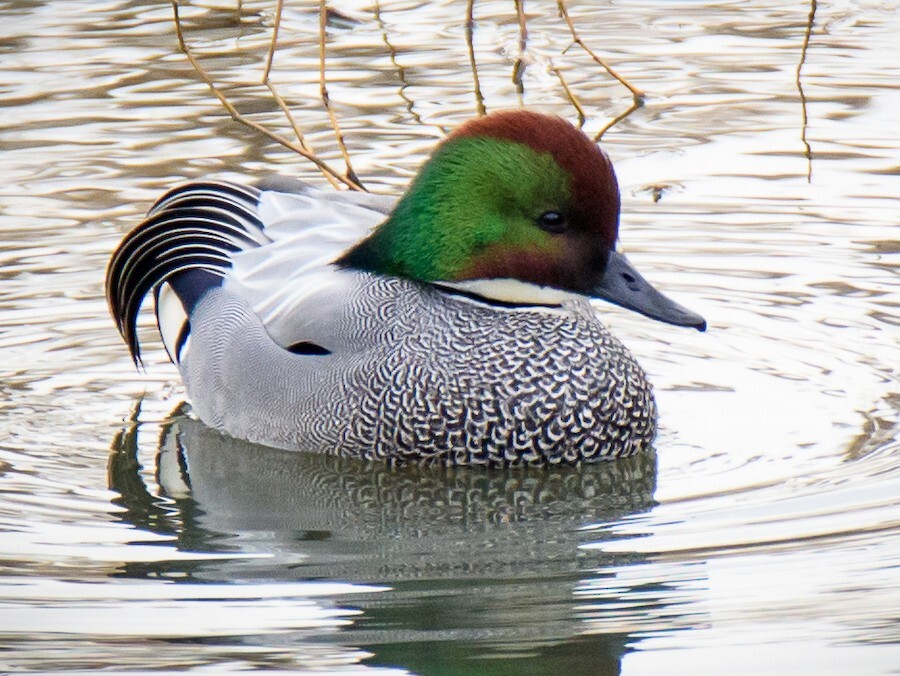 Falcated duck, or falcated teal