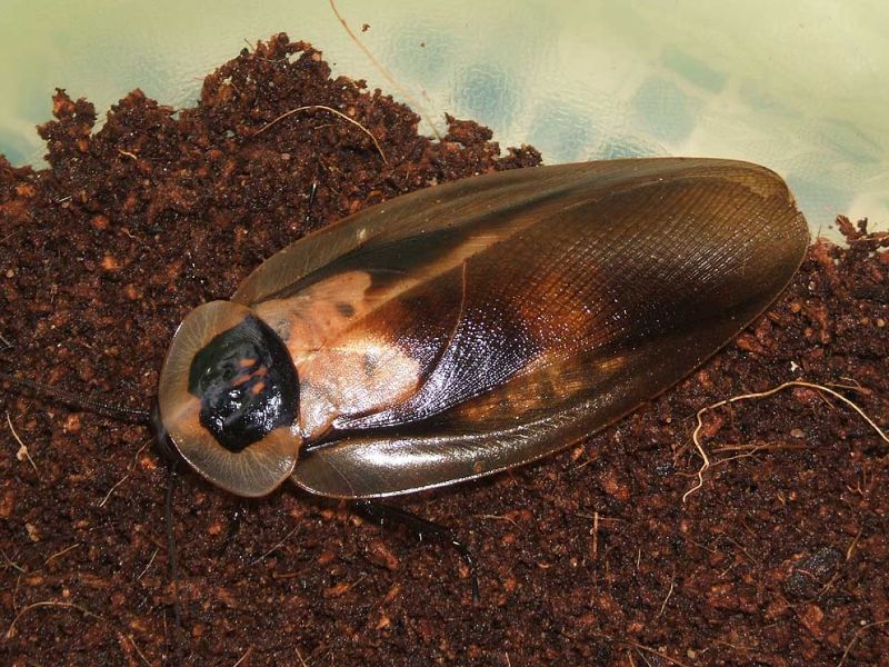 Пещерный таракан, или таракан мертвая голова | zoo-ekzo.ru - Экзотические  животные