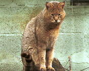 Камышовый кот, или хаус, или камышовая кошка, или болотная рысь