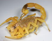 Желтый израильский скорпион