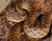 Malagasy Cat-eyed Snake
