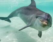 Афалина, или большой дельфин 
