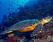 Морская черепаха Бисса 